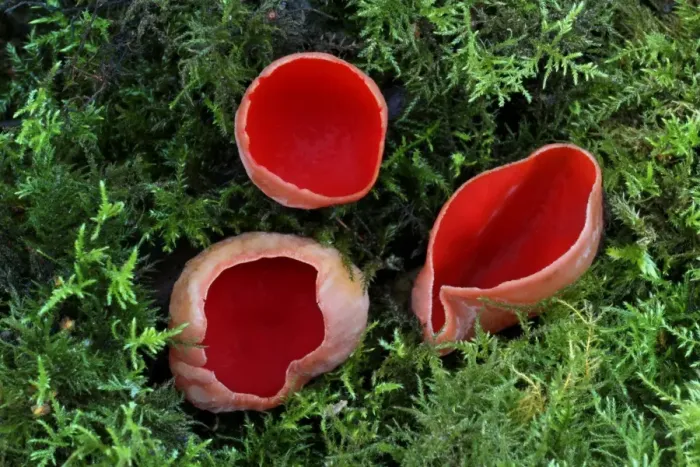 Framed Print : Scarlet Elf Cup (Sarcoscypha coccinea) fruiting bodies, growing amongst moss on woodland floor, Leicestershire, England, february Framed Print : Scarlet Elf Cup (Sarcoscypha coccinea) fruiting bodies, growing amongst moss on woodland floor, Leicestershire, England, february
