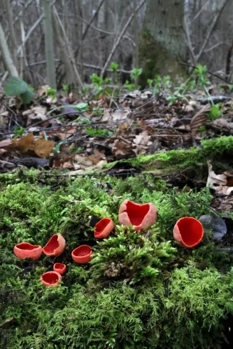 Framed Print : Scarlet Elf Cup (Sarcoscypha coccinea) fruiting bodies, growing amongst moss on woodland floor, Leicestershire, England, february