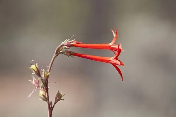 Scarlet Gilia or Skyrocket - Utah America
