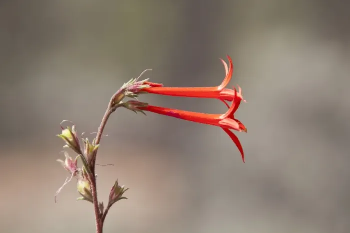 Framed Print : Scarlet Gilia or Skyrocket - Utah America Framed Print : Scarlet Gilia or Skyrocket - Utah America