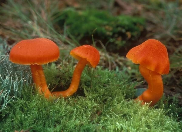 Scarlet Hood Fungi (Hygrocybe coccinea) Three growing on moss T2 00001 1143
