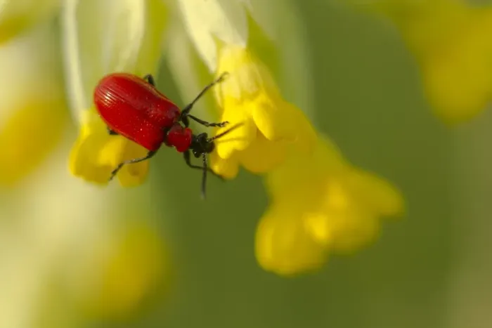 Framed Print : Scarlet Lily Beetle (Lilioceris lilii) adult, resting on Cowslip (Primula veris) flowers, Derbyshire, England, may Framed Print : Scarlet Lily Beetle (Lilioceris lilii) adult, resting on Cowslip (Primula veris) flowers, Derbyshire, England, may