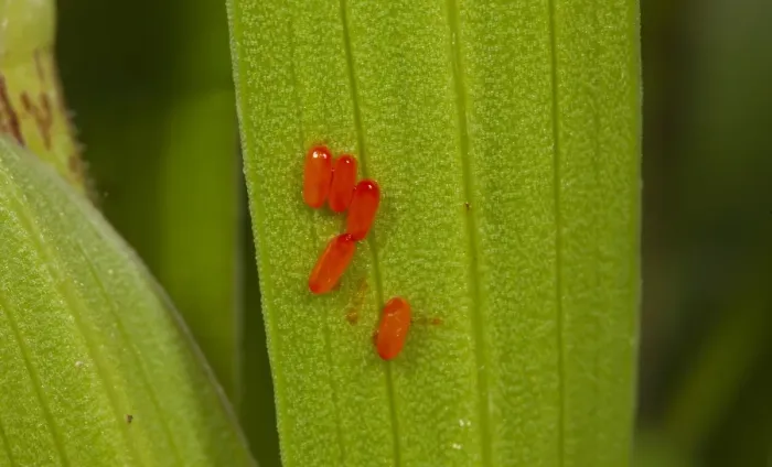 Framed Print : Scarlet Lily Beetle (Lilioceris lilii) eggs on leaf, Norfolk, England, may Framed Print : Scarlet Lily Beetle (Lilioceris lilii) eggs on leaf, Norfolk, England, may