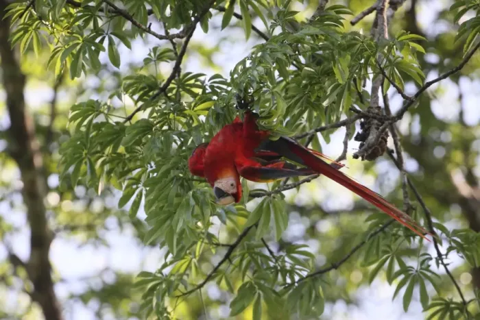 Framed Print : Scarlet Macaw (Ara macao) adult, hanging upside-down in tree, Costa Rica, february Framed Print : Scarlet Macaw (Ara macao) adult, hanging upside-down in tree, Costa Rica, february