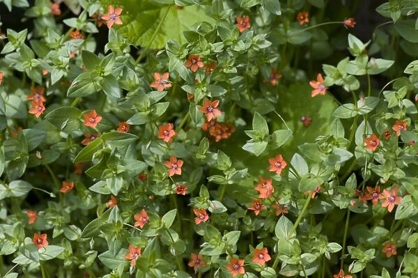 Scarlet pimpernel, Anagallis arvensis, plants in flower