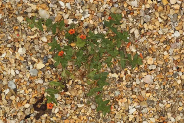 Framed Print : Scarlet Pimpernel (Anagallis arvensis) flowering, growing on shingle beach, Ringstead, Dorset, England, july Framed Print : Scarlet Pimpernel (Anagallis arvensis) flowering, growing on shingle beach, Ringstead, Dorset, England, july