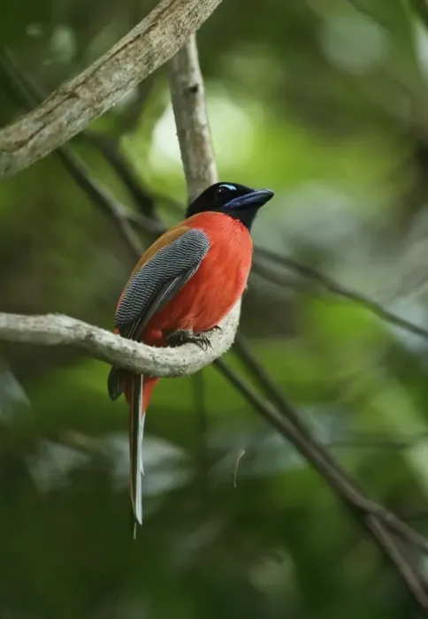 Framed Print : Scarlet-rumped Trogon (Harpactes duvaucelii) adult male, perched on vine stem, Taman Negara N. P Framed Print : Scarlet-rumped Trogon (Harpactes duvaucelii) adult male, perched on vine stem, Taman Negara N. P