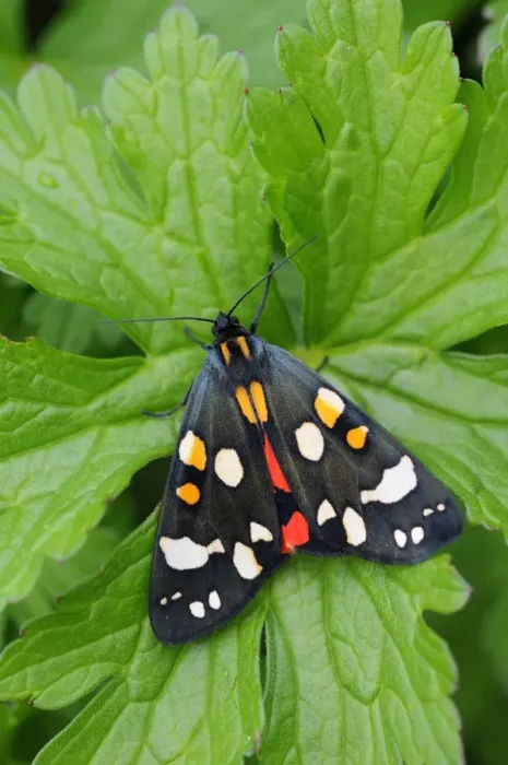 Framed Print : Scarlet Tiger Moth (Callimorpha dominula) adul, resting on leaf, Oxfordshire, England, May Framed Print : Scarlet Tiger Moth (Callimorpha dominula) adul, resting on leaf, Oxfordshire, England, May