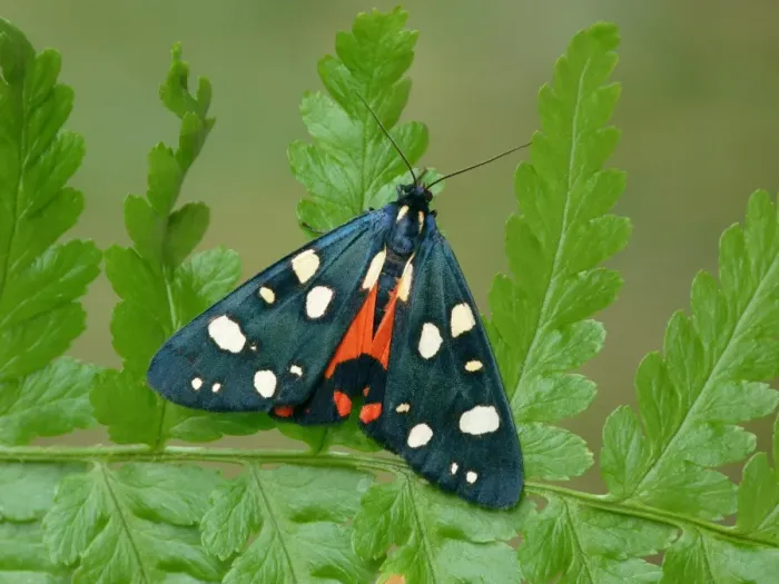 Framed Print : Scarlet Tiger Moth (Callimorpha dominula) adult, showing red hindwing colouration, resting on fern, Cannobina Valley, Piedmont, Northern Italy, july Framed Print : Scarlet Tiger Moth (Callimorpha dominula) adult, showing red hindwing colouration, resting on fern, Cannobina Valley, Piedmont, Northern Italy, july