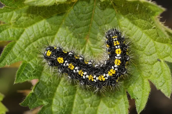 Framed Print : Scarlet Tiger Moth (Callimorpha dominula) final instar larva, resting on leaf, Oxfordshire, England, April Framed Print : Scarlet Tiger Moth (Callimorpha dominula) final instar larva, resting on leaf, Oxfordshire, England, April