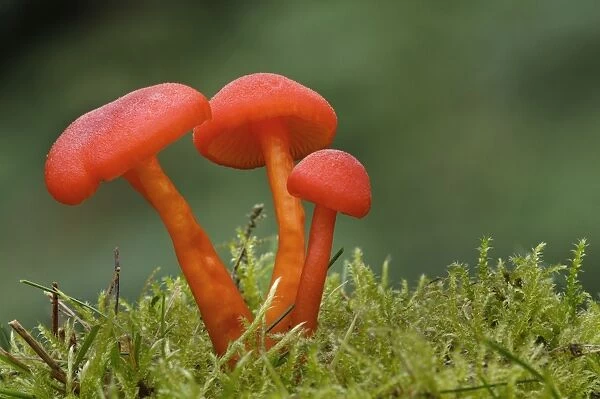 Scarlet Waxcap (Hygrocybe coccinea) three fruiting bodies, growing amongst moss, Clumber Park, Nottinghamshire