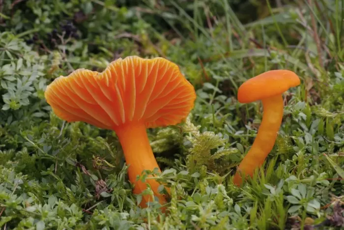 Framed Print : Scarlet Waxcap (Hygrocybe coccinea) two fruiting bodies, growing in grassy meadow, Leicestershire, England, autumn