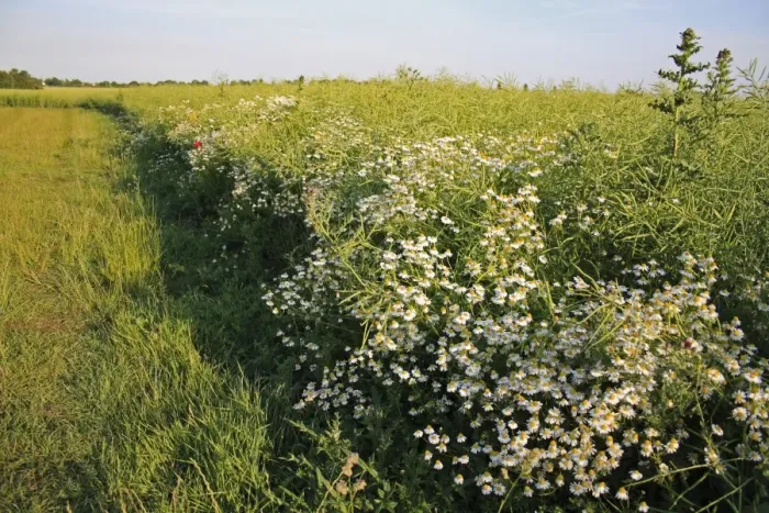 Framed Print : Scented Mayweed (Matricaria recutita) flowering, growing as weed at edge of Oilseed Rape (Brassica napus) crop, Bacton, Suffolk, England, june Framed Print : Scented Mayweed (Matricaria recutita) flowering, growing as weed at edge of Oilseed Rape (Brassica napus) crop, Bacton, Suffolk, England, june