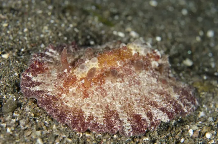 Framed Print : Schmeltz Discodoris Nudibranch (Discodoris schmeltziana) adult, crawling on sand, Horseshoe Bay, Nusa Kode Framed Print : Schmeltz Discodoris Nudibranch (Discodoris schmeltziana) adult, crawling on sand, Horseshoe Bay, Nusa Kode