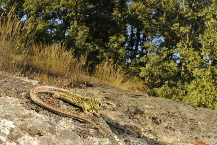 Framed Print : Schreiber's Green Lizard (Lacerta schreiberi) adult male, basking on rock in habitat, Spain, september Framed Print : Schreiber's Green Lizard (Lacerta schreiberi) adult male, basking on rock in habitat, Spain, september