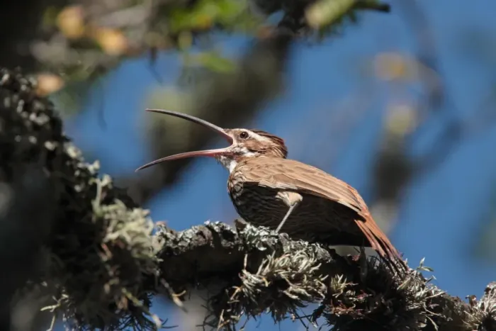 Framed Print : Scimitar-billed Woodcreeper (Drymornis bridgesii) adult, singing, perched on branch, Ongamira, Cordoba, Argentina, april Framed Print : Scimitar-billed Woodcreeper (Drymornis bridgesii) adult, singing, perched on branch, Ongamira, Cordoba, Argentina, april