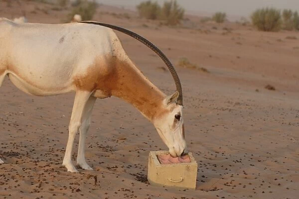Scimitar-horned Oryx (Oryx dammah) adult, chewing on salt lick, Dubai Desert Conservation Reserve, Al Maha, Dubai