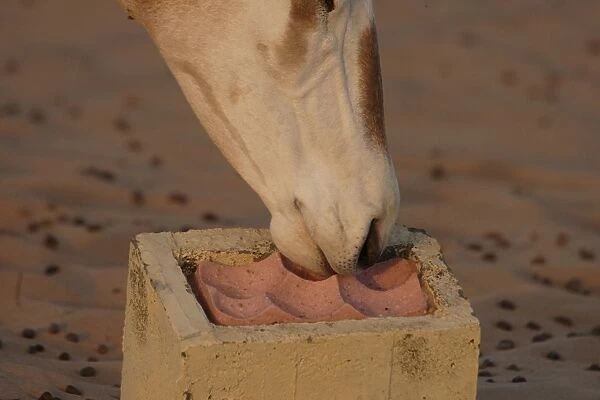 Scimitar-horned Oryx (Oryx dammah) adult, close-up of head, chewing salt lick, Dubai Desert Conservation Reserve