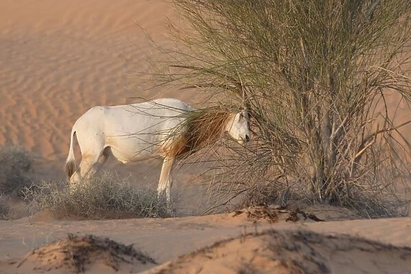 Scimitar-horned Oryx (Oryx dammah) adult male, scent marking bush, Dubai Desert Conservation Reserve, Al Maha, Dubai