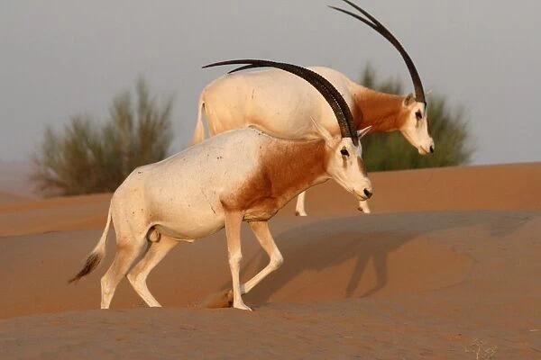 Scimitar-horned Oryx (Oryx dammah) two adults, walking on dunes, Dubai Desert Conservation Reserve, Al Maha, Dubai