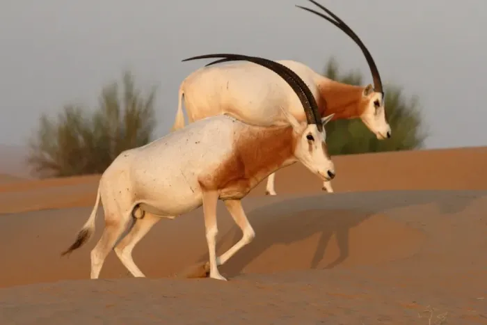 Framed Print : Scimitar-horned Oryx (Oryx dammah) two adults, walking on dunes, Dubai Desert Conservation Reserve, Al Maha, Dubai Framed Print : Scimitar-horned Oryx (Oryx dammah) two adults, walking on dunes, Dubai Desert Conservation Reserve, Al Maha, Dubai