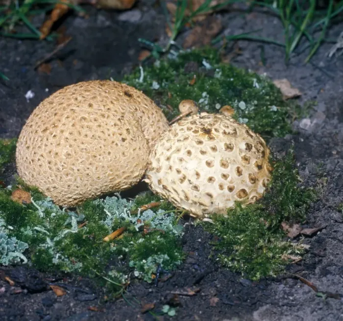 Framed Print : Scleroderma citrinum, commonly known as the common earthball, pigskin poison puffball, or common earth ball Framed Print : Scleroderma citrinum, commonly known as the common earthball, pigskin poison puffball, or common earth ball