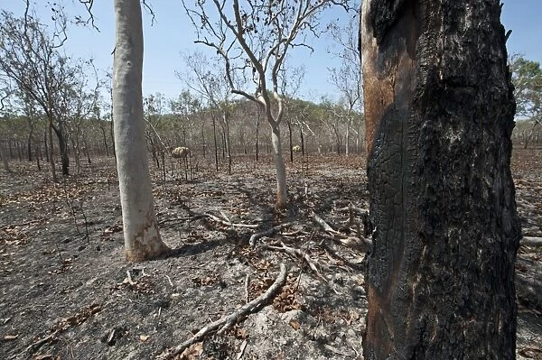 Scorched woodland habitat after bush fire, near Cairns, Queensland, Australia