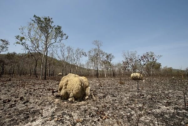 Scorched woodland habitat and termite mounds after bush fire, near Cairns, Queensland, Australia