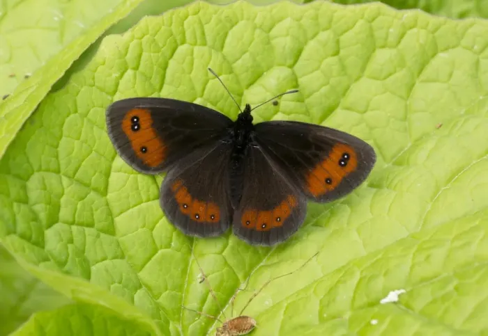 Framed Print : Scotch Argus (Erebia aethiops) adult, basking on leaf, Pontic Mountains, Anatolia, Turkey, July Framed Print : Scotch Argus (Erebia aethiops) adult, basking on leaf, Pontic Mountains, Anatolia, Turkey, July