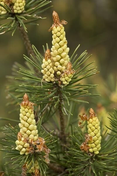 Scots Pine (Pinus sylvestris) close-up of male flowers, Cevennes, France, May
