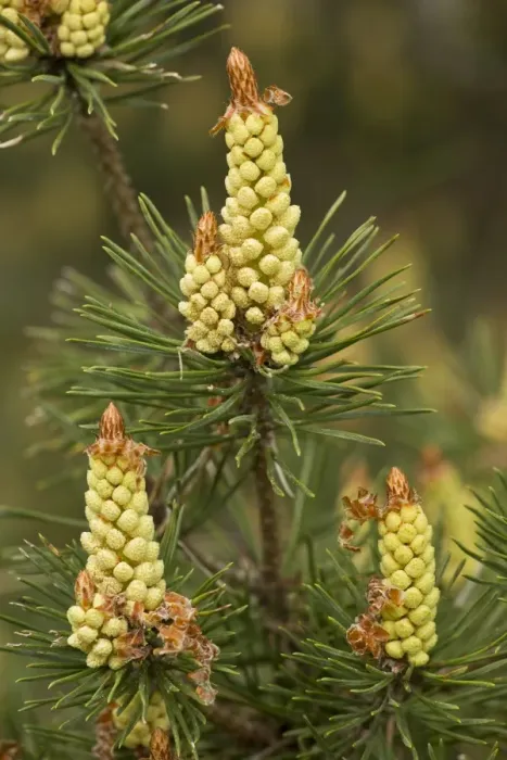 Framed Print : Scots Pine (Pinus sylvestris) close-up of male flowers, Cevennes, France, May Framed Print : Scots Pine (Pinus sylvestris) close-up of male flowers, Cevennes, France, May