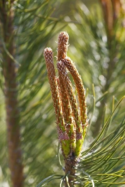 Scots Pine (Pinus sylvestris) close-up of new shoots, Powys, Wales, May