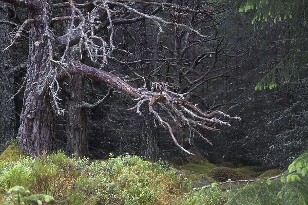 Scots Pine (Pinus sylvestris) dead tree, in ancient coniferous forest habitat, Caledonian Pine Forest, Aviemore