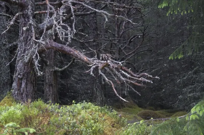 Framed Print : Scots Pine (Pinus sylvestris) dead tree, in ancient coniferous forest habitat, Caledonian Pine Forest, Aviemore