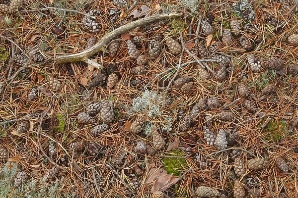 Scots Pine (Pinus sylvestris) fallen cones and needles, Muir of Dinnet National Nature Reserve, Deeside, Aberdeenshire