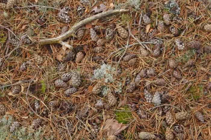 Framed Print : Scots Pine (Pinus sylvestris) fallen cones and needles, Muir of Dinnet National Nature Reserve, Deeside, Aberdeenshire Framed Print : Scots Pine (Pinus sylvestris) fallen cones and needles, Muir of Dinnet National Nature Reserve, Deeside, Aberdeenshire
