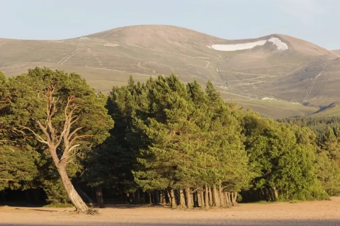 Framed Print : Scots Pine (Pinus sylvestris) forest habitat, growing at edge of freshwater loch, Loch Morlich Framed Print : Scots Pine (Pinus sylvestris) forest habitat, growing at edge of freshwater loch, Loch Morlich