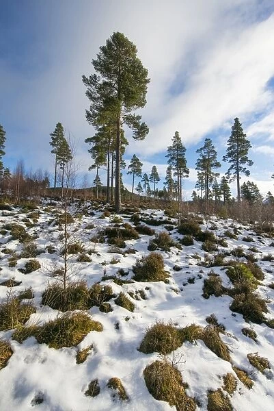 Scots Pine (Pinus sylvestris) forest habitat with natural regeneration in snow, Grampian Mountains, Highlands