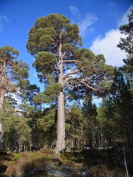 Scots Pine (Pinus sylvestris) Granny Pine ancient tree, habit, growing in coniferous forest