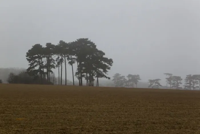 Framed Print : Scots Pine (Pinus sylvestris) habit, in misty habitat, Sandlings, Orford, Suffolk, England, march