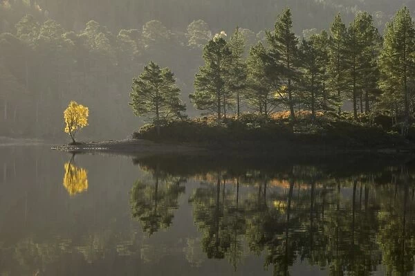 Scots Pine (Pinus sylvestris) and Silver Birch (Betula pendula) forest on shore of freshwater loch