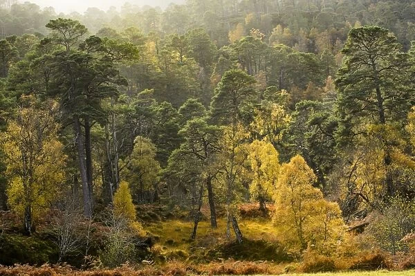 Scots Pine (Pinus sylvestris) and Silver Birch (Betula pendula) forest habitat, Glen Strathfarrar, Inverness-shire