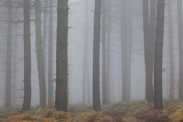Scots Pine (Pinus sylvestris) trunks, woodland habitat in mist, Greno Woods Reserve, Sheffield, South Yorkshire