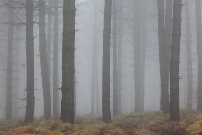 Framed Print : Scots Pine (Pinus sylvestris) trunks, woodland habitat in mist, Greno Woods Reserve, Sheffield, South Yorkshire Framed Print : Scots Pine (Pinus sylvestris) trunks, woodland habitat in mist, Greno Woods Reserve, Sheffield, South Yorkshire