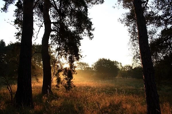 Scots Pine (Pinus sylvestris) trunks silhouetted at dawn, in breckland heathland habitat