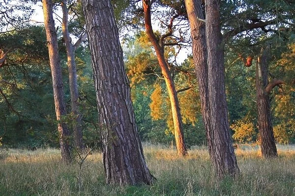 Scots Pine (Pinus sylvestris) trunks sunlit at dawn, in breckland heathland habitat, Knettishall Heath Country Park