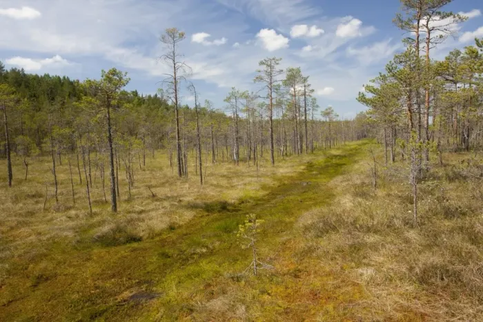 Framed Print : Scots Pine (Pinus sylvestris) woodland, invading bog habitat, Meenikunno Mstikukaitseala Reserve, Estonia, june Framed Print : Scots Pine (Pinus sylvestris) woodland, invading bog habitat, Meenikunno Mstikukaitseala Reserve, Estonia, june