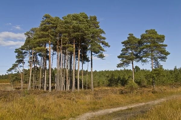 Scots Pine (Pinus sylvestris) woodland, in heathland habitat, Wareham Forest, Dorset, England, october