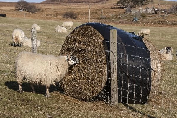 The Scottish Blackface is the most common breed of domestic sheep in the United Kingdom