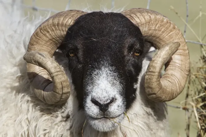 Framed Print : The Scottish Blackface is the most common breed of domestic sheep in the United Kingdom Framed Print : The Scottish Blackface is the most common breed of domestic sheep in the United Kingdom